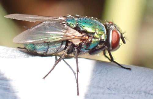 Lucilia sp.